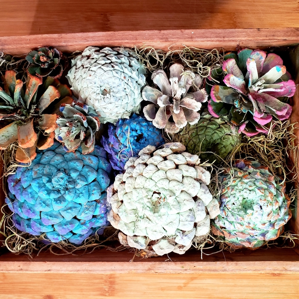 Succulent display handcrafted from pinecones new
